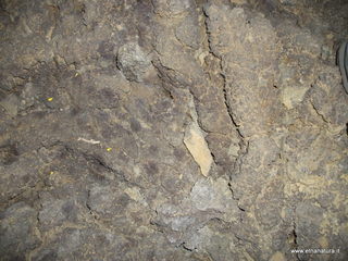 otta Petralia-17-03-2013 10-47-27